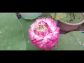 pink loud tropical lotus ധാരാളം പൂക്കൾ തരുന്ന സുന്ദരി