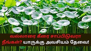 வல்லாரை கீரையின் மருத்துவ பயன்கள் | Vallarai recipe in tamil