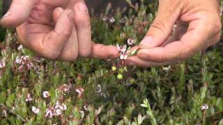 Blossoms and Bees