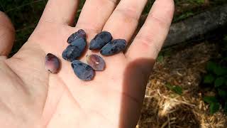 What Are Honeyberries?