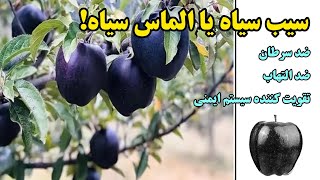 سیب سیاه یا الماس سیاه و خواص باورنکردنی آن در درمان سرطان! #سیب #سیب_سیاه #biology-hosaini