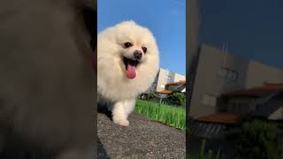 #pomeranian #toydog #dog #walk #walking #pomdog #ポメラニアン #小型犬 #犬 #犬の散歩 #いい天気 #散歩 #pomポメ