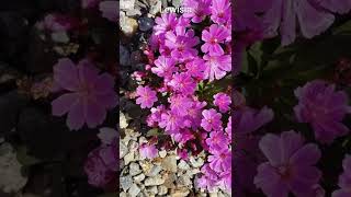 lewisia - hot pink