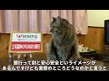 【速報】銀行の貸金庫からカリカリを盗んだ疑いで猫を逮捕しました。