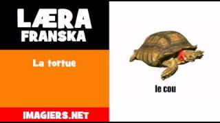 Læra franska = La tortue