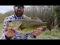 Using LIVE Sunfish to catch Florida Bass!!