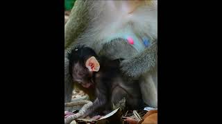 0615 12 #animals #babyanimal #monkey #monkey168 #monkeyp900 #monkeybaby #forestriversounds