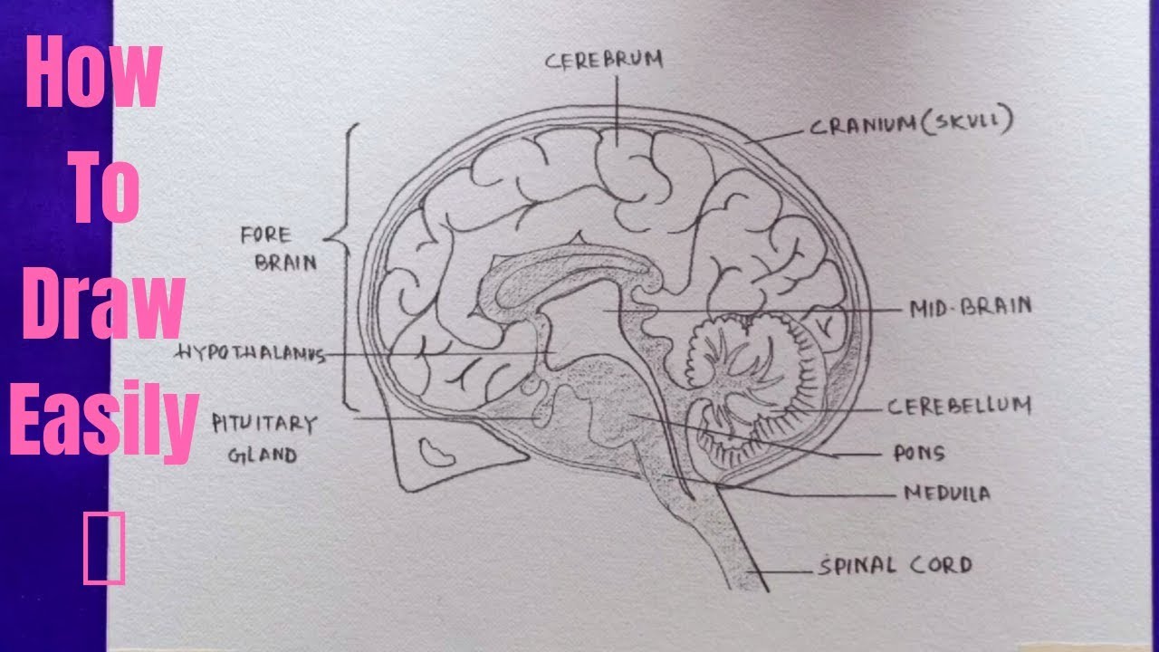 Recommendation Tips About How To Draw A Human Brain - Backgroundmetal