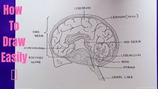 How to draw diagram of Human Brain easily - step by step | Drawing of Human Brain