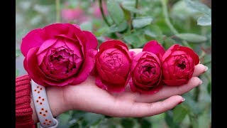 Tìm hiểu hoa hồng ngoại Autumn Rouge rose | Hoa hồng Nhật tím đỏ thơm nhất