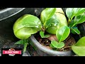 peparomia propagation. peparomia ഇലകളിൽ നിന്നും എങ്ങനെ എളുപ്പത്തിൽ തൈകൾ ഉണ്ടാക്കാം gardeningvideos