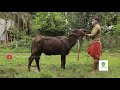 വളർത്താൻ അനുയോജ്യമായ പോത്ത്‌ കുട്ടികൾ buffalo farm