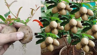 Crazy Skills Growing Sapodilla tree from sapodilla fruit‼️