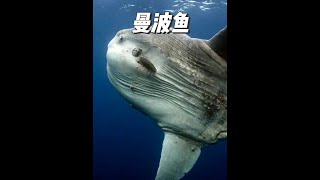 海里最傻的鱼，翻车鱼！被啃也不知道跑 #曼波鱼 #翻车鱼 #神奇动物在抖音 #神奇动物 #海洋生物