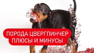 ПОРОДА ЦВЕРГПИНЧЕР ПЛЮСЫ И МИНУСЫ| ОТЗЫВ О ПОРОДЕ ЦВЕРГПИНЧЕР| ПЛЮСЫ И МИНУСЫ ПОРОДЫ ЦВЕРГПИНЧЕР