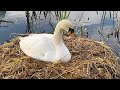 And this is why you don’t throw food on swan nests… !