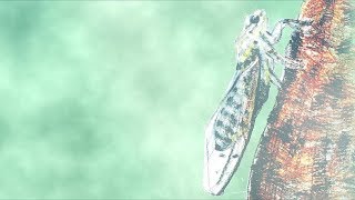 夏の終わりのセミの声 ツクツクボウシ・アブラゼミ・ミンミンゼミ 効果音 録音 Chorus of Cicadas in Late Summer 3 Sound Effect