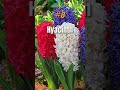 10 most fragrant flowers floweringplants flowermagic shorts