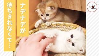 飼い主さんにナデナデされたいニャンコたち【PECO TV】