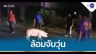 ล้อมจับหมูพลัดตกรถขณะไปโรงเชือดสุดวุ่น