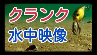 クランクベイトの水中アクションムービー撮ってみた！