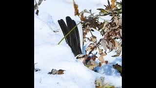 【想定外の顔】雪が深くて落ちた鳥がかわいい【ハクセキレイ】