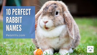 10 Perfect Rabbit Names For Male & Female Bunnies