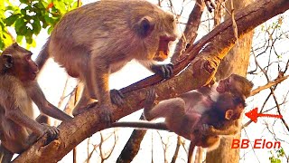 OMG! Little Monkey CHAGO brings Tiny Baby Monkey Elon to the high tree Mama Emila is so sad