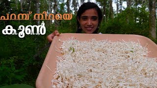 തോട്ടം നിറയെ കൂൺ കിട്ടിയപ്പോൾ 😍😋| Mushroom garden | Come on everybody 😎🥰