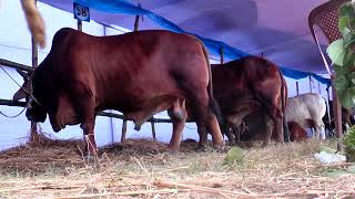 উত্তর বঙ্গের সবচেয়ে বড় গরুর মেলা | The largest cattle fair in North Bengal