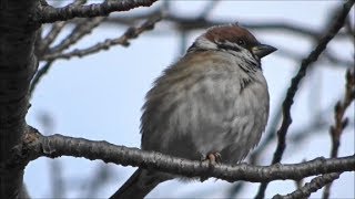 冬のスズメもふもふ Feather Ball Sparrows