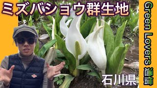 ミズバショウ群生地のご紹介【Green Lovers 通信】Asian skunk cabbage