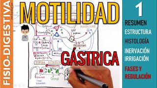 MOTILIDAD y VACIAMIENTO GASTRICO, Estructura, Inervación y REGULACION  Fisiología Digestiva |1