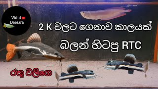 අලුතෙන් ගෙනාව red tail catfish /My new baby red tail catfish (RTC)