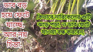 কিভাবে নারিকেল গাছের ডাব ফেটে যাওয়া বন্ধ করবেন। নারিকেলের ফল ঝড়া সমস্যা।।