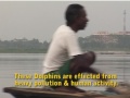 the ganges dolphin in crisis...save them.