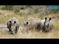 Rangers Protect Three of the Last Remaining Northern White Rhinos in the World