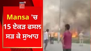 Mansa 'ਚ 15 ਏਕੜ ਫਸਲ ਸੜ ਕੇ ਸੁਆਹ | Punjab News | News18 Punjab