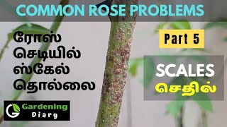 Common Rose Problems \u0026 Fixes - Part 5 (Solve Scale infection) explained in Tamil.