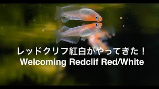 レッドクリフ紅白がやってきた！　Welcoming Redclif Red/White Japanese Rice fish Medaka