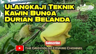 Ulangkaji Teknik Kawin Bunga Durian Belanda❗❗❗#9️⃣2️⃣