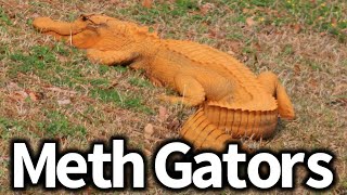 Meth Creates Orange Alligators?