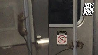 It's showtime for this pole-dancing subway rat