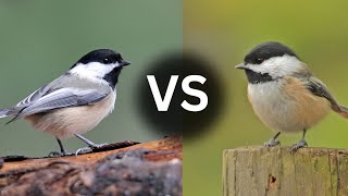 Most Birders Get This Wrong: Black Capped Chickadee vs Carolina Chickadee