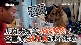 狗癡癡等水餃「降肉」　爸下秒塞嘴：放九天妳不能吃｜虎斑犬｜九天玄女｜搞笑｜精選影片