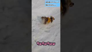 [Full power] Pomeranian runs dog after being surprised by the sound of an ambulance