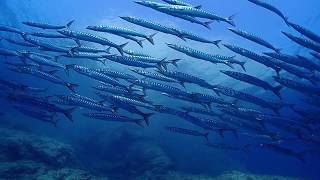 Barracudas in Mallorca