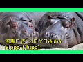 看圖學英文系列1 動物英文 1中英對照 看圖學中英文系列ep1 learning english chinese bilingual animals with pictures