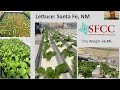 webinar increasing greenhouse production with luminescent layers 🌱