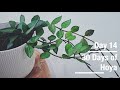 Hoya lacunosa | 30 Days of Hoya - 14 of 30